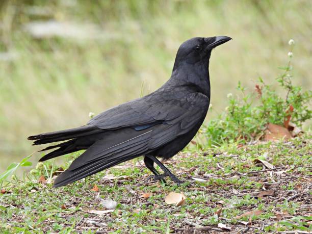 Fish Crow (Corvus ossifragus) - resting on the ground Fish Crow - profile fish crow stock pictures, royalty-free photos & images