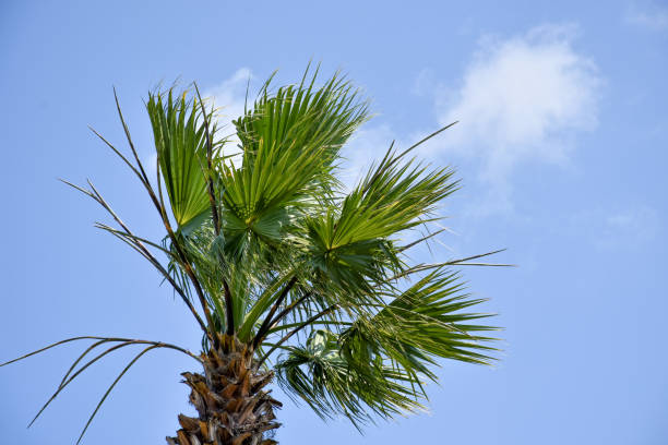 Palm tree with sky background Palm tree with sky background and copy space 11154 stock pictures, royalty-free photos & images