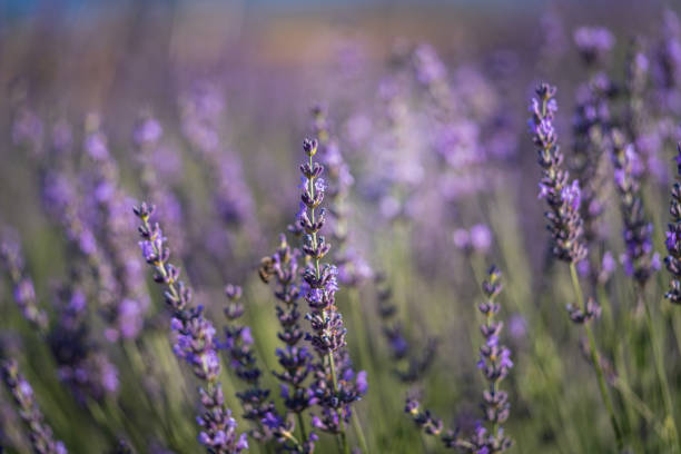 Closeup of Lavender flower field at sunset rays