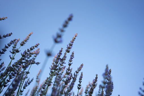 View from below of purple lavender flowers, sun and blue sky