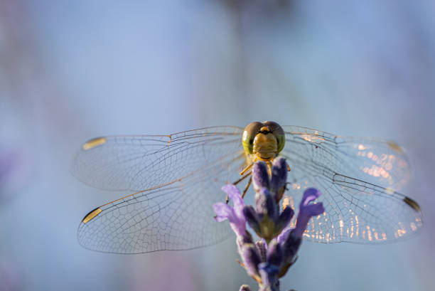 Yellow dragonfly sitting on a violet lavendar flower. Latin name: Pantala flavescens Fabricius