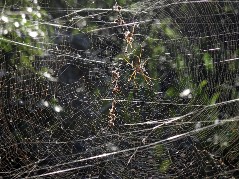 A spider and its web illuminated by the morning sun. Itatiba, Sao Paulo, Brazil.