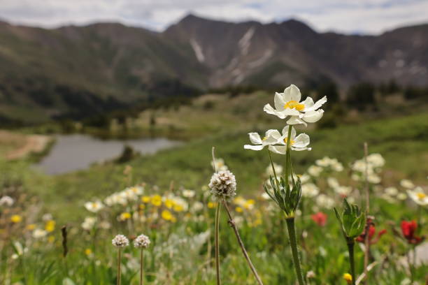 Wildflowers in a Mountain Meadow Wildflowers on the Continental Divide in the Colorado Rocky Mountains summit county stock pictures, royalty-free photos & images