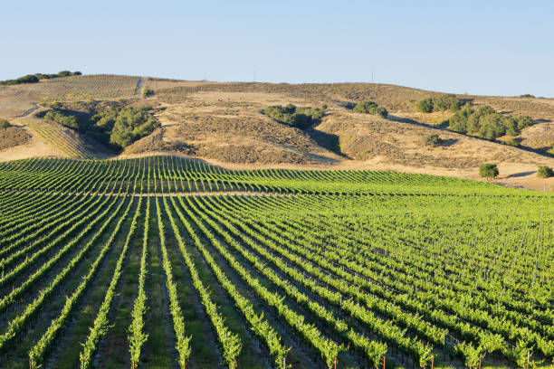 Vineyard Landscape - Summer stock photo