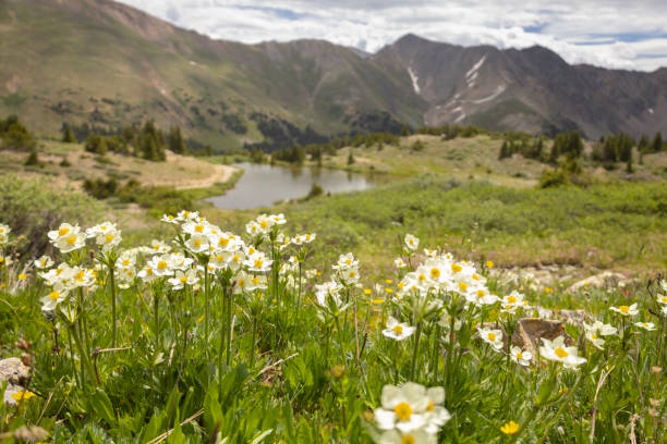 Wildflowers in a Mountain Meadow Anemone Flowers on the Continental Divide in the Colorado Rocky Mountains summit county stock pictures, royalty-free photos & images