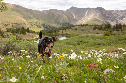 Tricolored dog on the Continental Divide in the Colorado Rocky Mountains