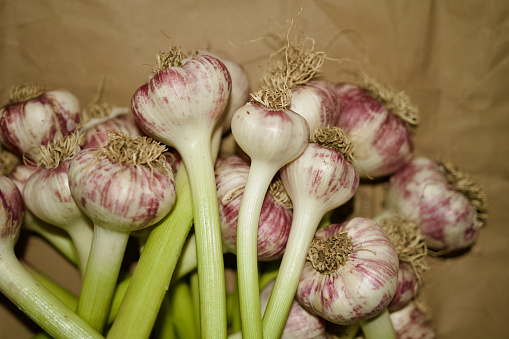 Large Group of Fresh Raw Garlic Bulbs
