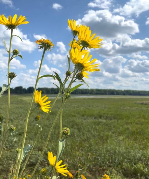 istock Wildflowers at the Lake 1408472639