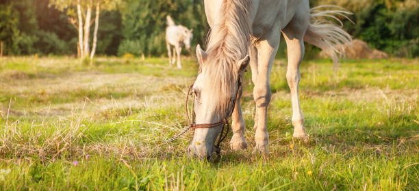 istock A white horse grazes in a meadow at sunset. 1408473295