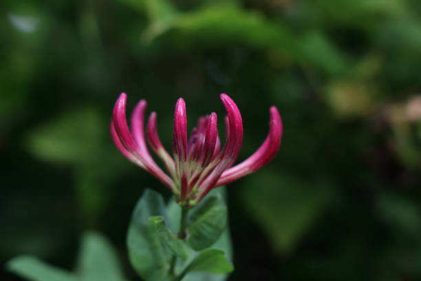 istock Honeysuckle in Early Summer in Canada 1408473433