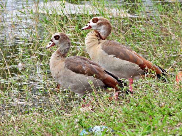 istock Egyptian Goose (Alopochen aegyptiaca) -resting at water's edge 1408475458