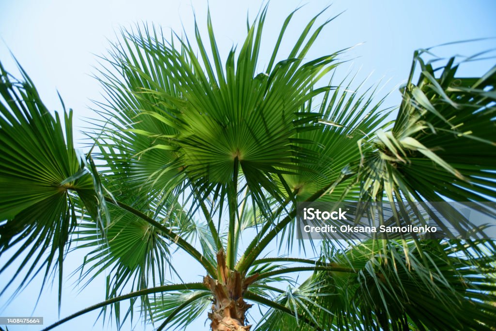 Palm tree in a tropical garden against the blue sky. Large leaves of a palm tree close-up. Abstract Stock Photo