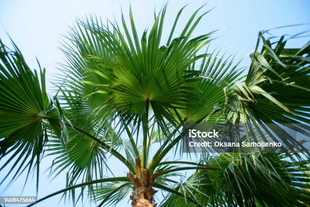 Palm Tree In A Tropical Garden Against The Blue Sky Large Leaves Of A Palm Tree Closeup Stock Photo - Download Image Now