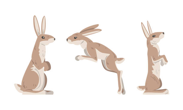 Hare or Jackrabbit as Animal with Long Ears and Grayish Brown Coat in Sitting and Jumping Pose Vector Set Hare or Jackrabbit as Animal with Long Ears and Grayish Brown Coat in Sitting and Jumping Pose Vector Set. Lepus or Rabbit as Fast Running and Leaping Woodland Mammal hare and leveret stock illustrations