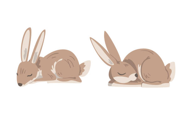 Hare or Jackrabbit as Animal with Long Ears and Grayish Brown Coat in Sleeping Pose Vector Set Hare or Jackrabbit as Animal with Long Ears and Grayish Brown Coat in Sleeping Pose Vector Set. Lepus or Rabbit as Fast Running and Leaping Woodland Mammal hare and leveret stock illustrations