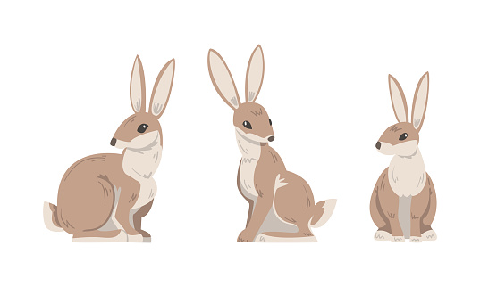 Hare or Jackrabbit as Animal with Long Ears and Grayish Brown Coat in Sitting Pose Vector Set. Lepus or Rabbit as Fast Running and Leaping Woodland Mammal