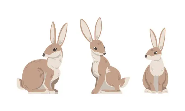 Vector illustration of Hare or Jackrabbit as Animal with Long Ears and Grayish Brown Coat in Sitting Pose Vector Set