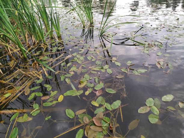 istock green grass and water with reflections in summer day 1408477772