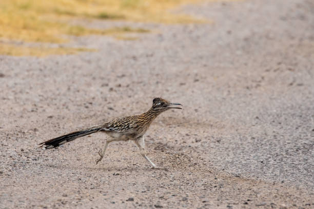 istock Greater Roadrunner on an Arizona Road 1408479277