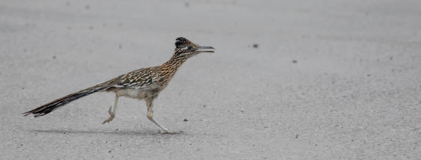 istock Greater Roadrunner on an Arizona Road 1408479278