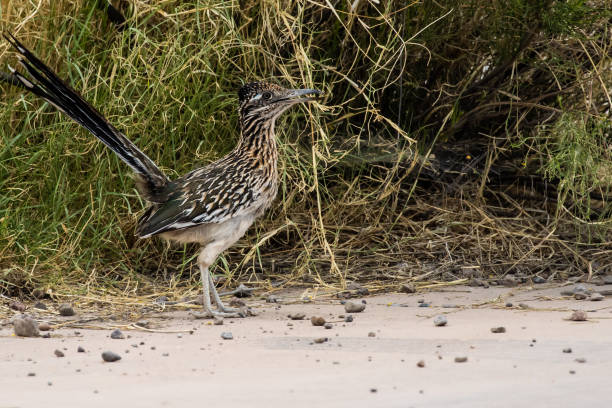 istock Greater Roadrunner on an Arizona Road 1408479281