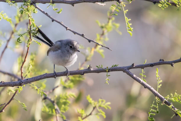 istock Black-Tailed Gnatcatcher Bird in a Mesquite Tree 1408479291