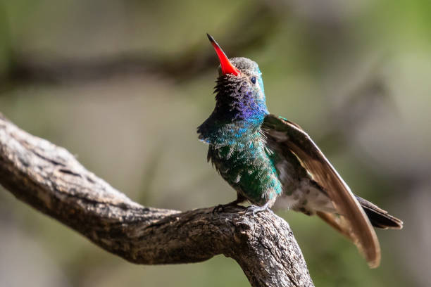 istock Iridescent Broad-Billed Hummingbird in Southeastern Arizona 1408479332