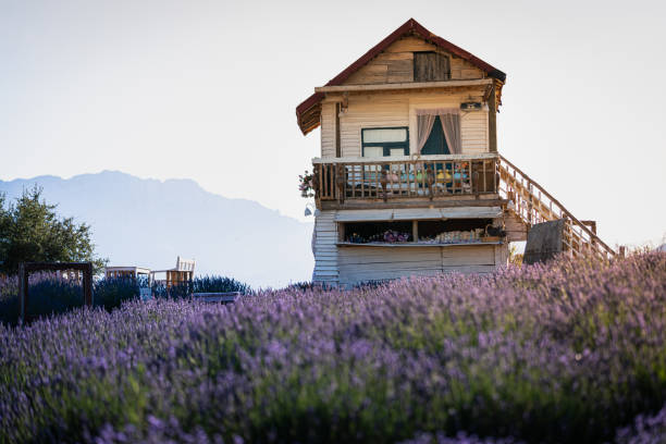Lavender field with farm house ,fields of blooming lavender flowers.