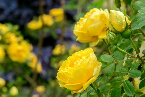 Fragrant yellow rose bush in the summer garden. Close-up of a yellow flower. Lush thickets of lilac clematis of garden vines next to yellow roses.