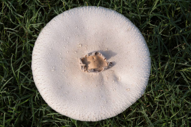 Pie Plate Sized Mushroom stock photo