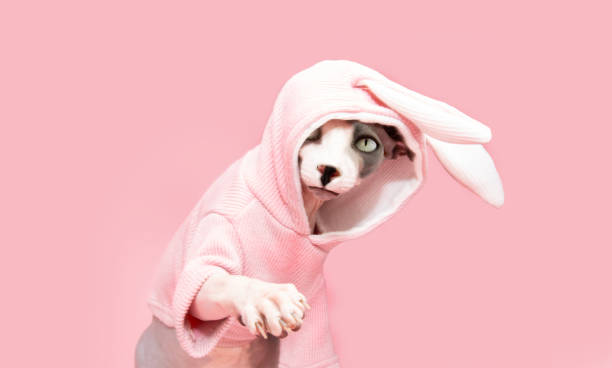istock Funny cat celebrating happy easter holidays with a rabbit costume ears. Isolated on pink pastel background 1408482301