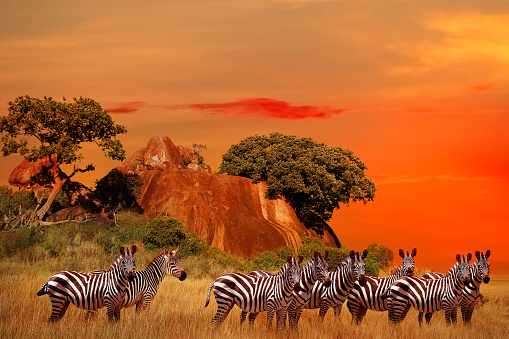 Serengeti National Park. Tanzania. Africa.  Zebras in the African savanna at sunset.