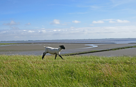 A German Blackheaded Mutton sheep runs to catch up with the group. She is on a grass dyke  in the north of Germany. In the background is the Wadden Sea visible.