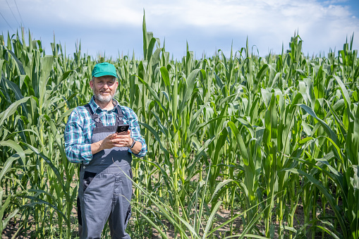 Mature farmer wearing green plaid shirt, gray overalls and green hat with grey beard and hair in a corn field.  He is holding a phone and looking at the camera.