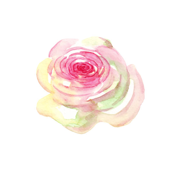istock Watercolor rose. Hand-painted clipart. Isolated 1408485295