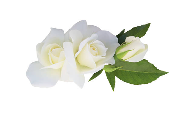 istock White rose flowers isolated on white background 1408485684