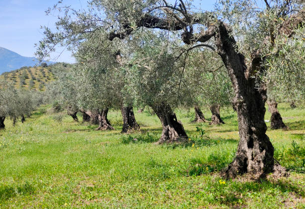 Olive trees in Andalusia Olive trees in Malaga province in the springtime jaen stock pictures, royalty-free photos & images