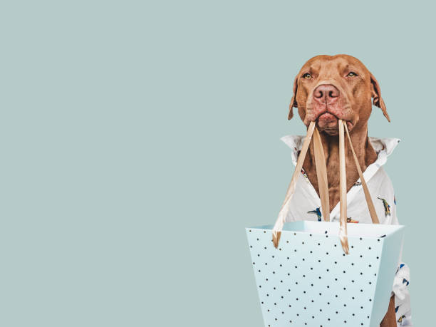 istock Lovable, pretty brown puppy and shopping bag 1408487665