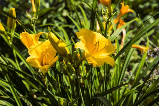 Hemerocallis lilioasphodelus known as lemon daylily, lemon lily, yellow daylily close up. Yellow lily flowers in the flowerbed on summer sunny day. Daylily in flower garden