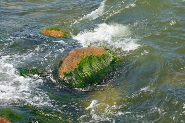 In the slightly wavy shallow water of the Baltic Sea there are seaweed on the stones.