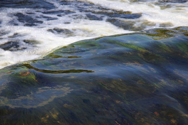 Background of a waterfall with green algae,stone and foam, macro. High quality photo
