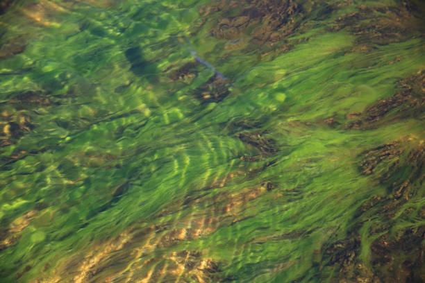 istock Background of a waterfall with green algae, macro and stone  and stone. 1408494824