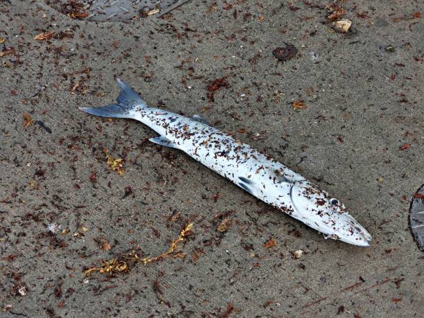 istock A Barracuda caught off a fishing pier in Florida 1408496261