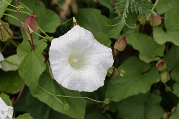 Convolvulaceae family.\n\nWhite flower of the hedge bindweed shows the morning dew in summer. This perennial is an invasive species in British Columbia.