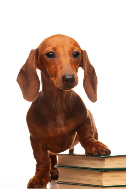 istock image of dog book white background 1408496375