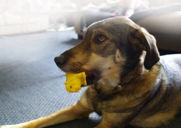 istock A dog and his toy 1408496559