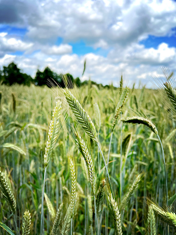 A picture of beautiful wheat growing in summer.