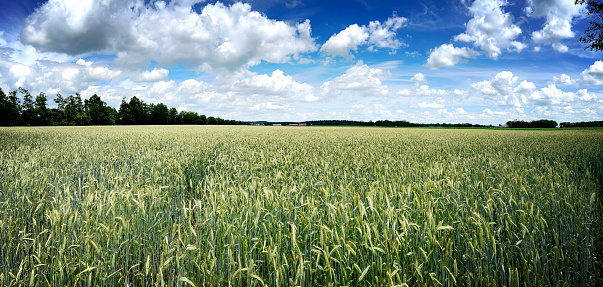 A wheat field growing in summer when the weather is nice.