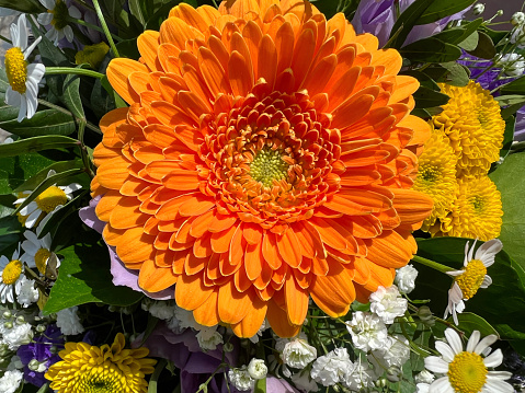 Beautiful colorful flowers background. Aster, carnation and rose flowers. Top view, flowerbed