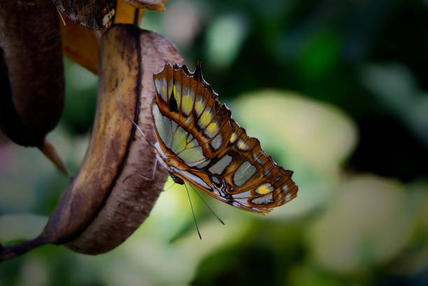 istock Butterfly on banana 1408499150